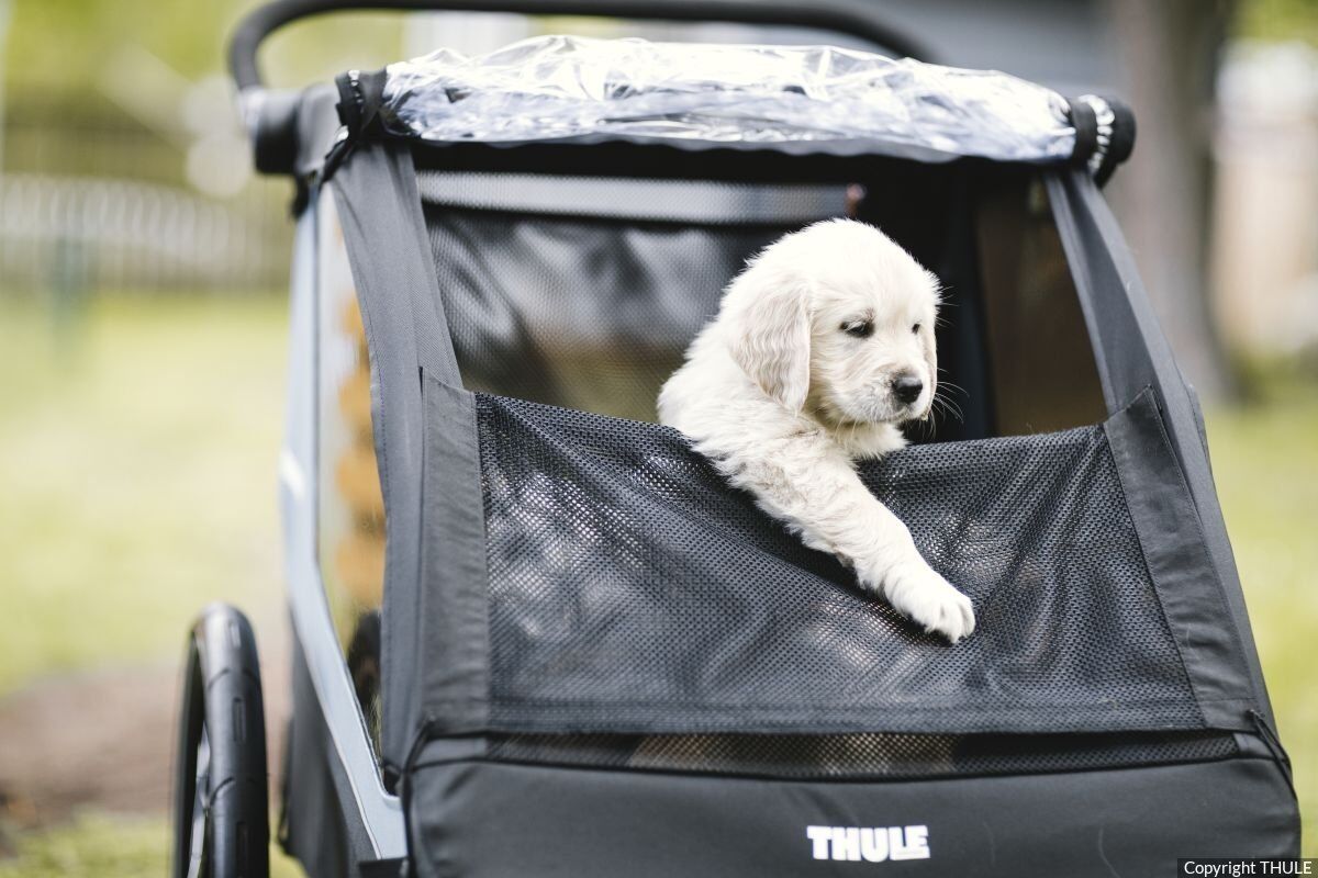 Fahrradfahren mit Hund - Anhnger, Krbchen und Co. | Produktberatung |  Blog | Mein-Fahrradhndler